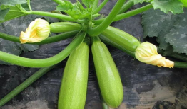 花红柳绿吃瓜爆料汇总,娱乐圈风云再起，精彩瞬间大盘点